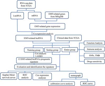 Identification of an Epithelial-Mesenchymal Transition-Related Long Non-coding RNA Prognostic Signature to Determine the Prognosis and Drug Treatment of Hepatocellular Carcinoma Patients